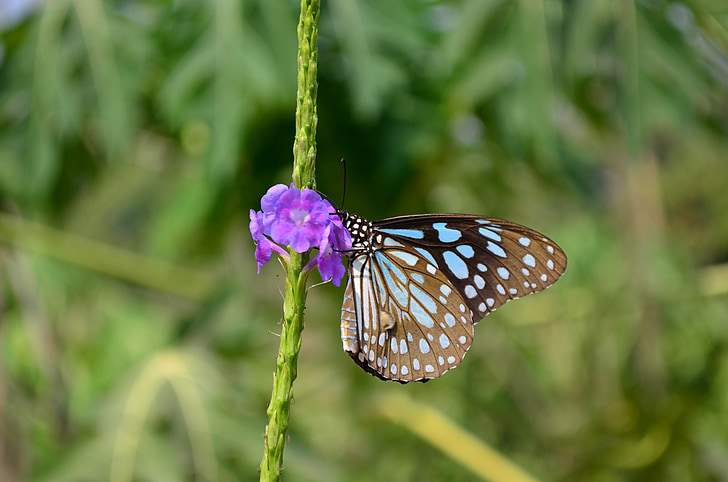 sommerfugl, blå tiger, Tirumala limnacea, fauna, blå, insekt, sidder