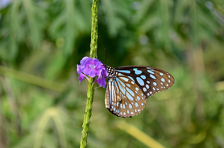 나비, 블루 타이거, tirumala limnacea, 동물군, 블루, 곤충, 앉아