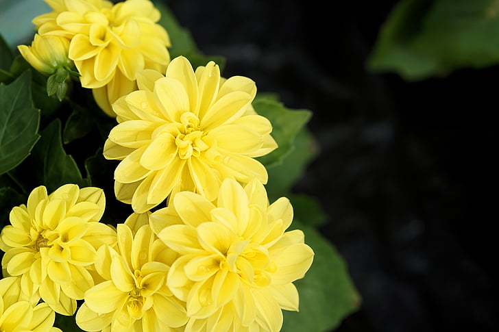 λουλούδι, άνθος, άνθιση, φυτό, Κίτρινο, κίτρινα άνθη, φύση