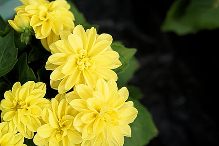 květ, květ, Bloom, závod, žlutá, žluté květy, Příroda