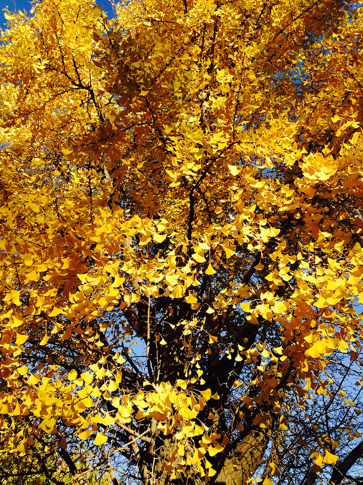 Ginkmedžio lapai, Ginkmedžio medžiai, geltona ginkmedžio medis