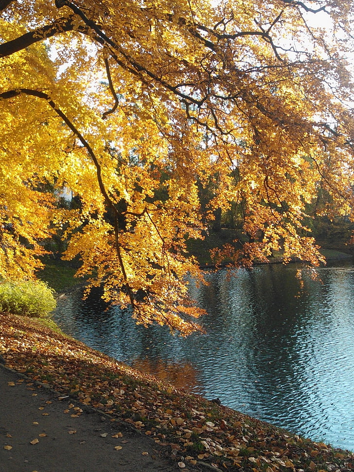 drzewo, jesień, wody