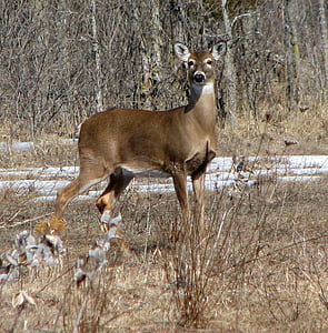 Jeleń, Virginia jelenia, Whitetail, Odocoileus virginianus, Moneymore, Ontario, Kanada
