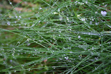 herba, verd, gota d'aigua, natura, close-up, planta, gota