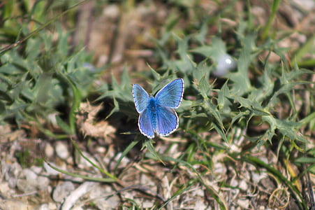 motýl, modrá, Příroda, hmyz, motýl - hmyzu, zvíře, zvířecí křídlo