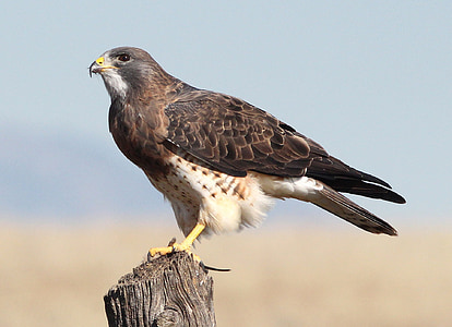swainson's hawk, bird, raptor, wildlife, perched, post, looking