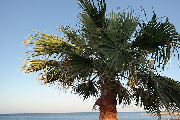 palma, view, landscape, holiday, holidays, beach, palm trees