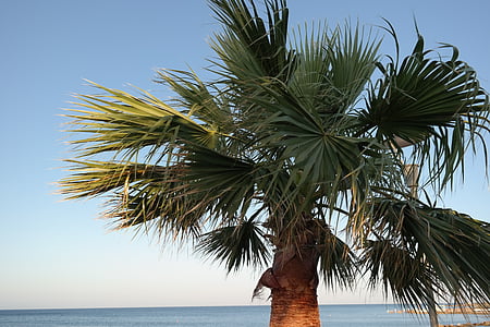 Palma, pohled, krajina, svátek, svátky, pláž, Palmové stromy