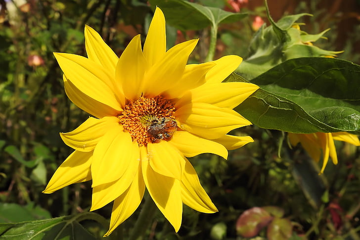 Slnečná kvetina, Helianthus topinambury, kvet, kvet, kvet, jeruzalemských artičokov, žlté kvety