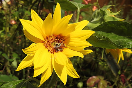 Sun flower, Slunečnice topinambur, květ, Bloom, květ, Slunečnice topinambur, žluté květy