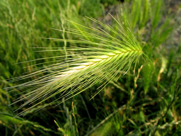 grain, ear, field crops, agriculture