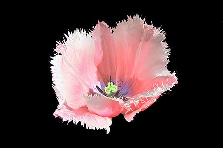 Tulipan, tulipani, roza tulipanov, pestilo, cvet, čebulice, pomlad