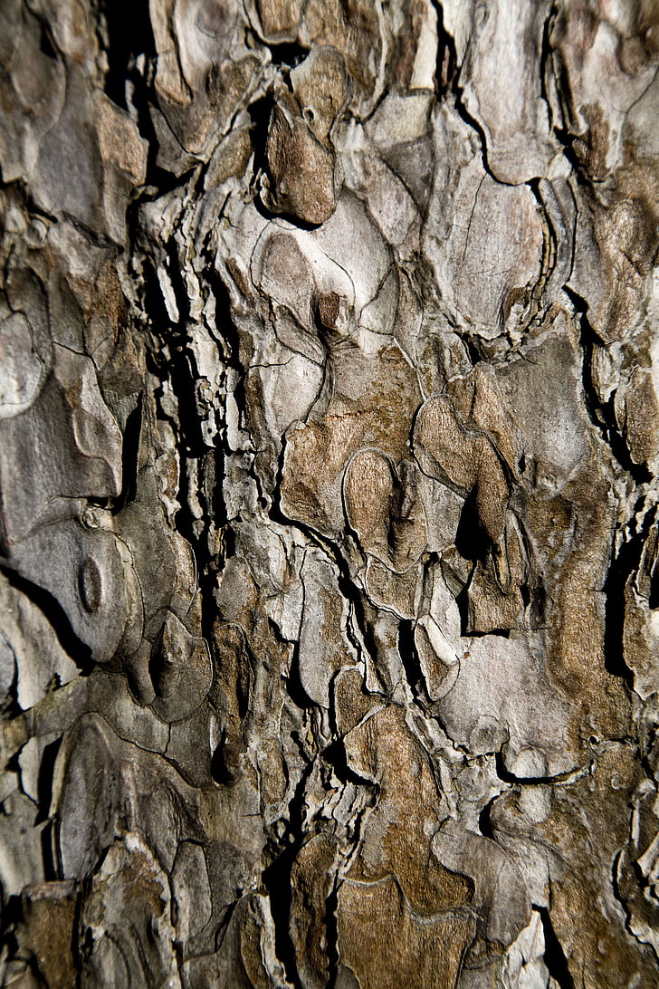 arbre, closca, teixit de fusta, textura, detall, macro