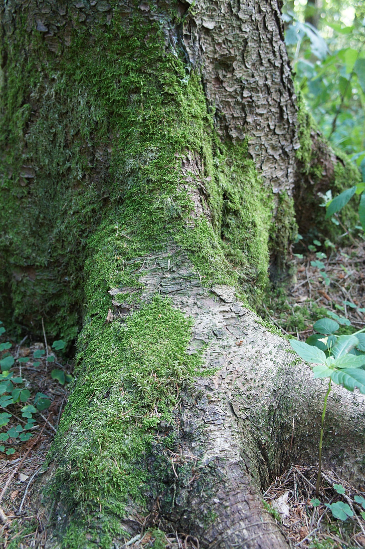 skov, træ, natur, grøn, stammen, Moss, bark