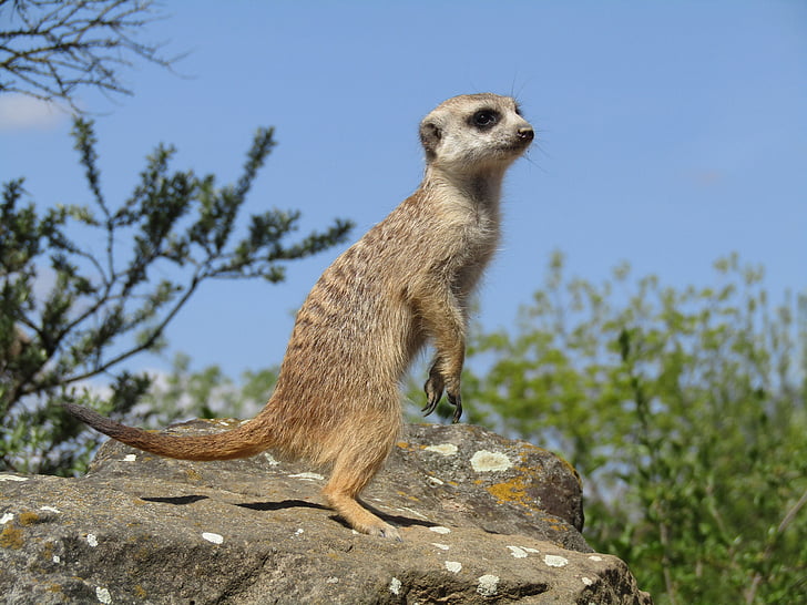 Meerkat, Zoo di, animale, natura, carina