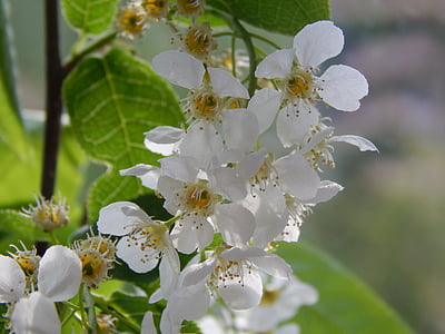 bird-cherry tree, flowers, greens, bloom, macro photography, the leaves of the branch, white flowers