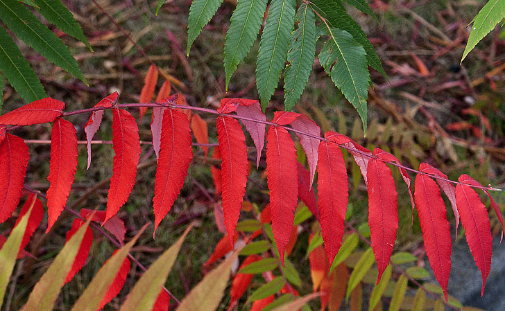 tán lá, lá đầy màu sắc, màu sắc mùa thu, màu xanh lá cây, màu vàng, màu đỏ, mùa trong năm