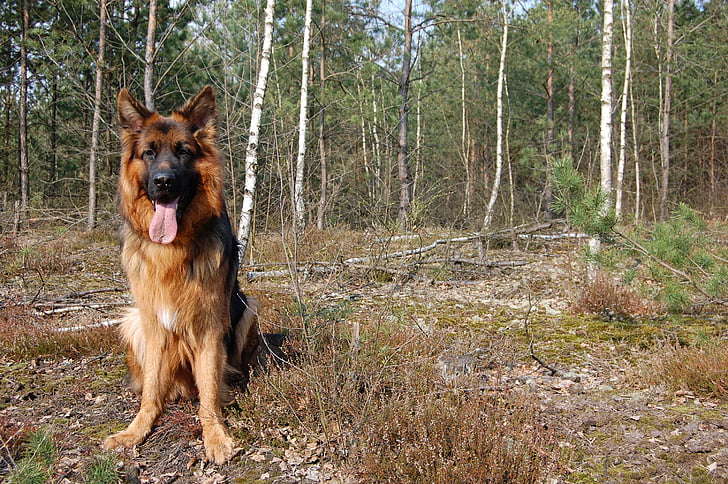 dog, spring, forest, spacer, german shepherd, one animal, pets
