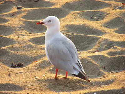 beach, seagulls, birds, wildlife