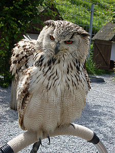 owl, eagle owl, plumage, raptor, forest, night active, bird