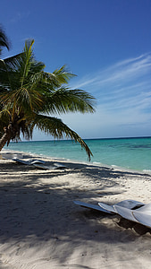 beach, palm trees, caribbean, sea, holiday