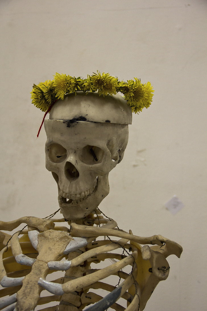 скелет, людина, череп, кістка, вінок, суцвіття кульбаб