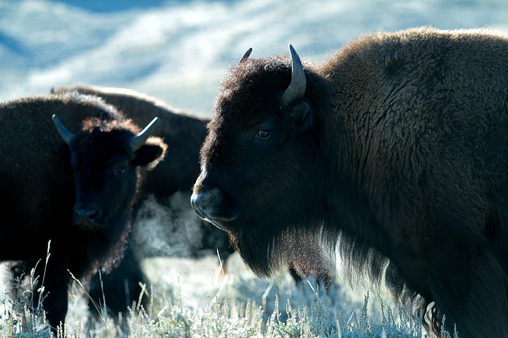 Wyoming, ASV, bizoni, Buffalo, dzīvnieku, Amerikas bizons, daba