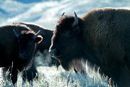 Wyoming, USA, Bison, Buffalo, zviera, americký bizón, Príroda
