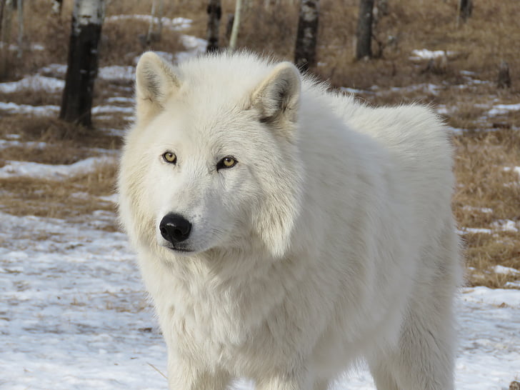 Arktika huntkoer, huntkoer, Wolf, koer, Sanctuary, taastusravi, karusnaha