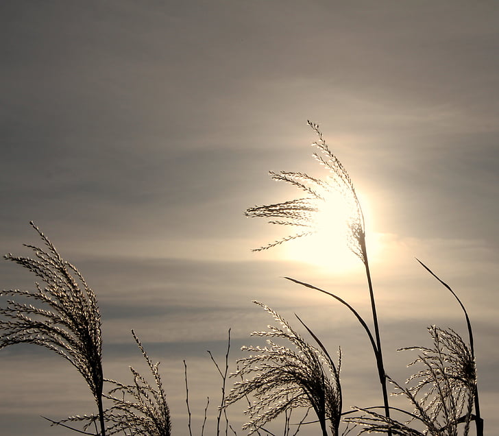 reed, cold, wintry, back light, winter, nature, cereal plant
