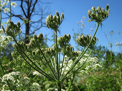 Apiaceae hercaleum, barszcz, Pasternak, Flora, botanika, roślina, kwiat