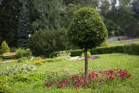 drzewo, Korona norweska, Latem, ogród, Zieloni, Flora, Natura