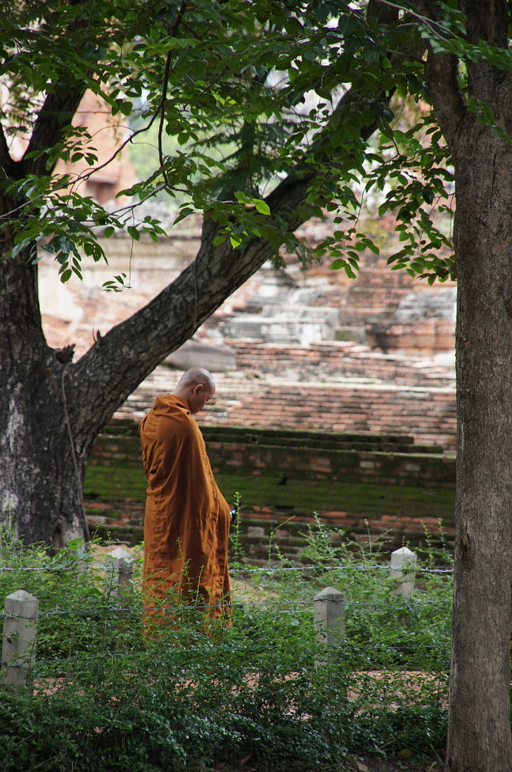 monk, munk, thailand, buddhism, orange, monastery, nature