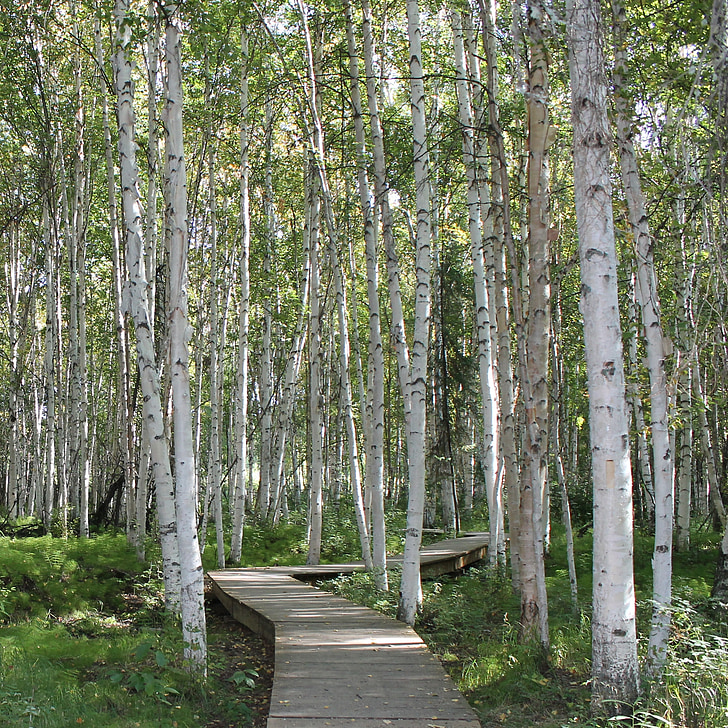 árboles de abedul, campo Creamers, Fairbanks, Ruta de acceso, sendero, abedul, árboles