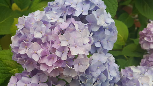 Hortensia, púrpura, Blanco, rosa, plantas, flores, Pétalo
