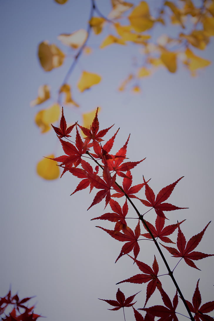 red maple, backlight, plant