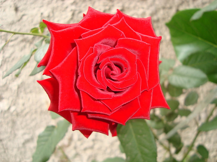 rosa rossa, fiore, giardino, rosso, natura, rosa - fiore, decorazione