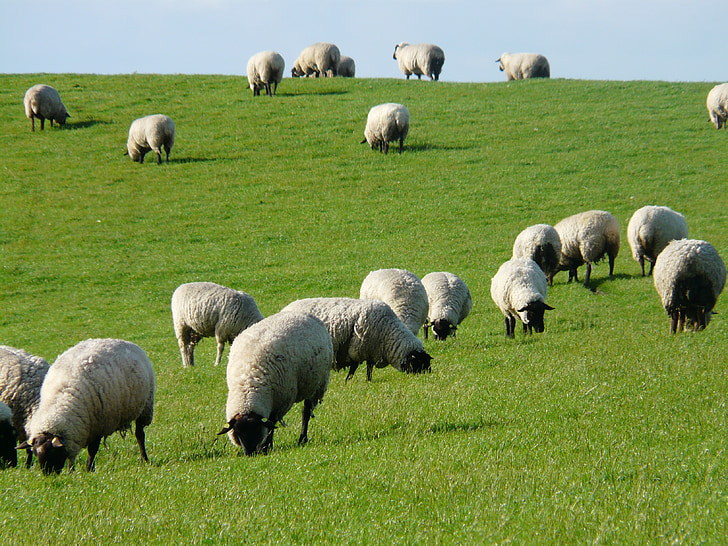 gregge di pecore, pecore, Pecora Rhön, Dike, prato, erba, mare del Nord