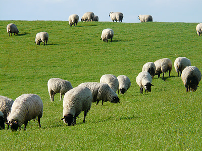 kudde schapen, schapen, Rhön schapen, Dijk, weide, gras, Noordzee