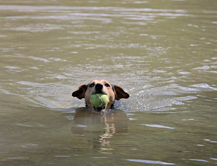 gos, pilota, nedar, jugar, l'aigua, riu, animal de companyia