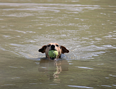 pes, žogo, plavati, igra, vode, reka, pet