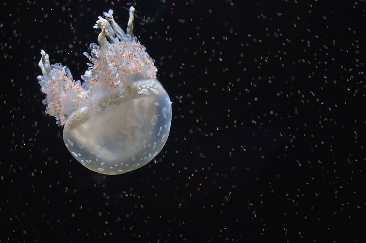 white, jellyfish, black, background, underwater, dark, water