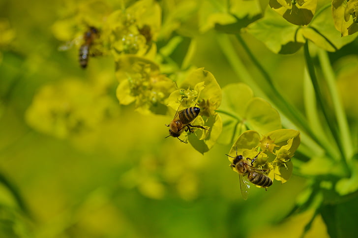Bite, kukainis, zieds, Bloom, apputeksnēšana, putekšņu, nektārs