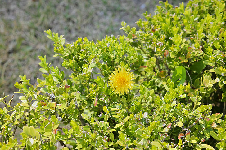 黄色の花, 草, 未熟, 自然, シャルトリューズ