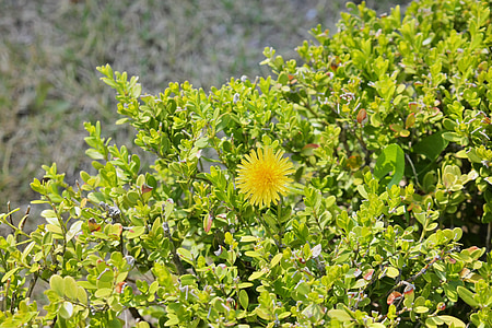 sárga virág, fű, zöldesség, természet, Chartreuse
