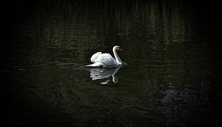 biela, Swan, telo, vody, vták, Labutie jazero, zvieratá v divočine