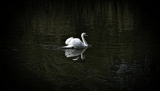 Белый, Лебедь, тело, воды, птица, Лебединое озеро, Животные в дикой природе