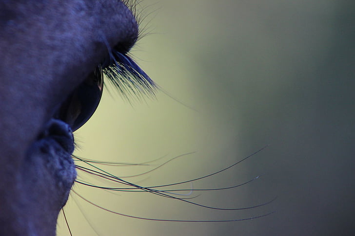 hest øje, Se, natur, menneskelige kropsdel, et dyr, øjenvipper, close-up