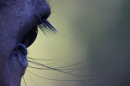 ull de cavall, cop d'ull, natura, part del cos humà, un animal, pestanyes, close-up