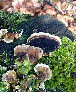 baumschwamm, cogumelo, floresta, planta, cogumelos na árvore, Outono, fungo de árvore